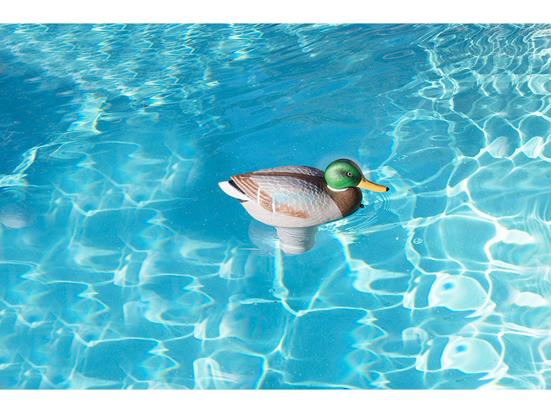 chlorine duck