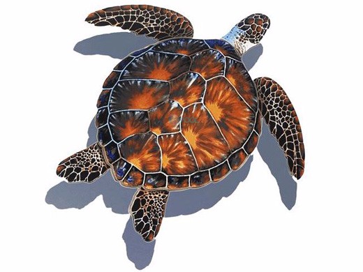 Porcelain Mosaic Sea Turtle Brown | 20