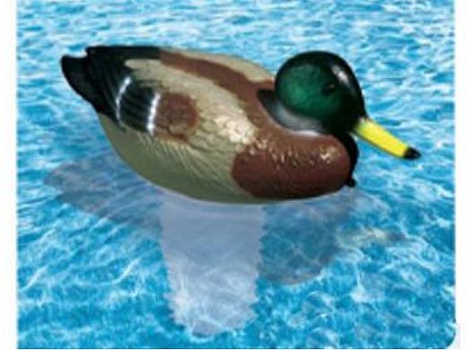 chlorine duck